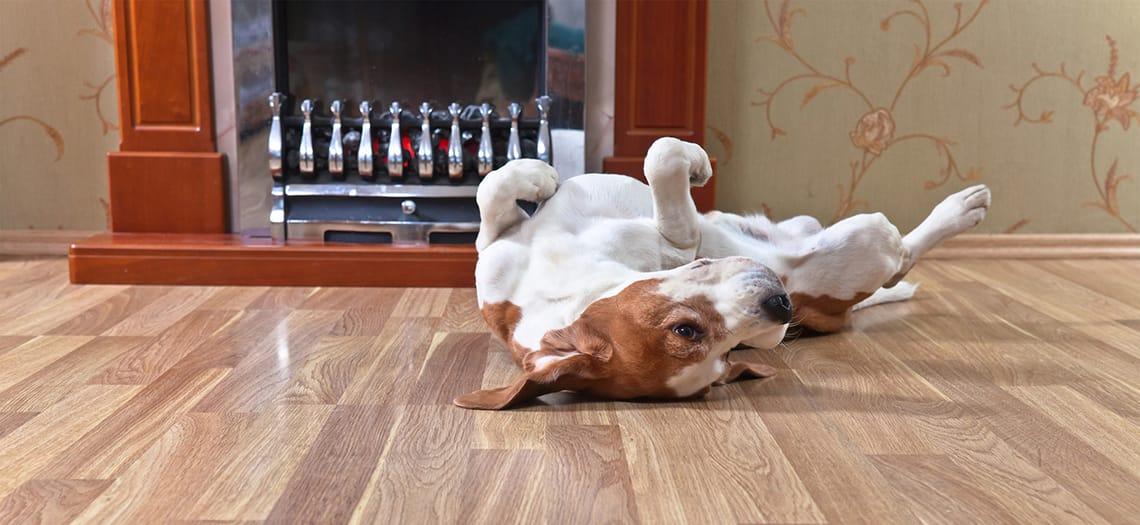 Hond ligt op zijn rug op een houten vloer bij een haard